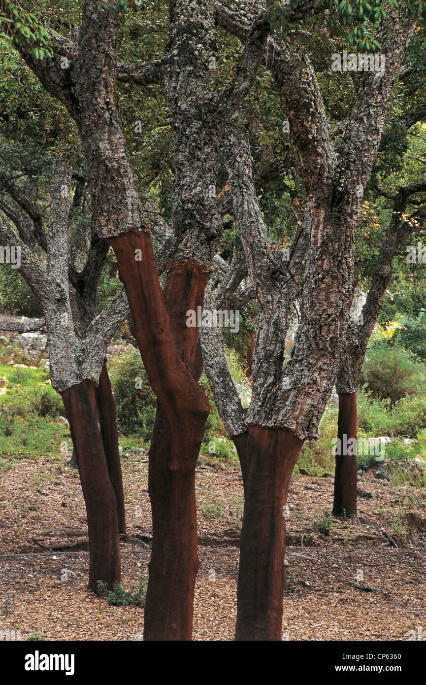 Botany Trees Fagacee Cork oak (Quercus suber). Spain, Andalucia