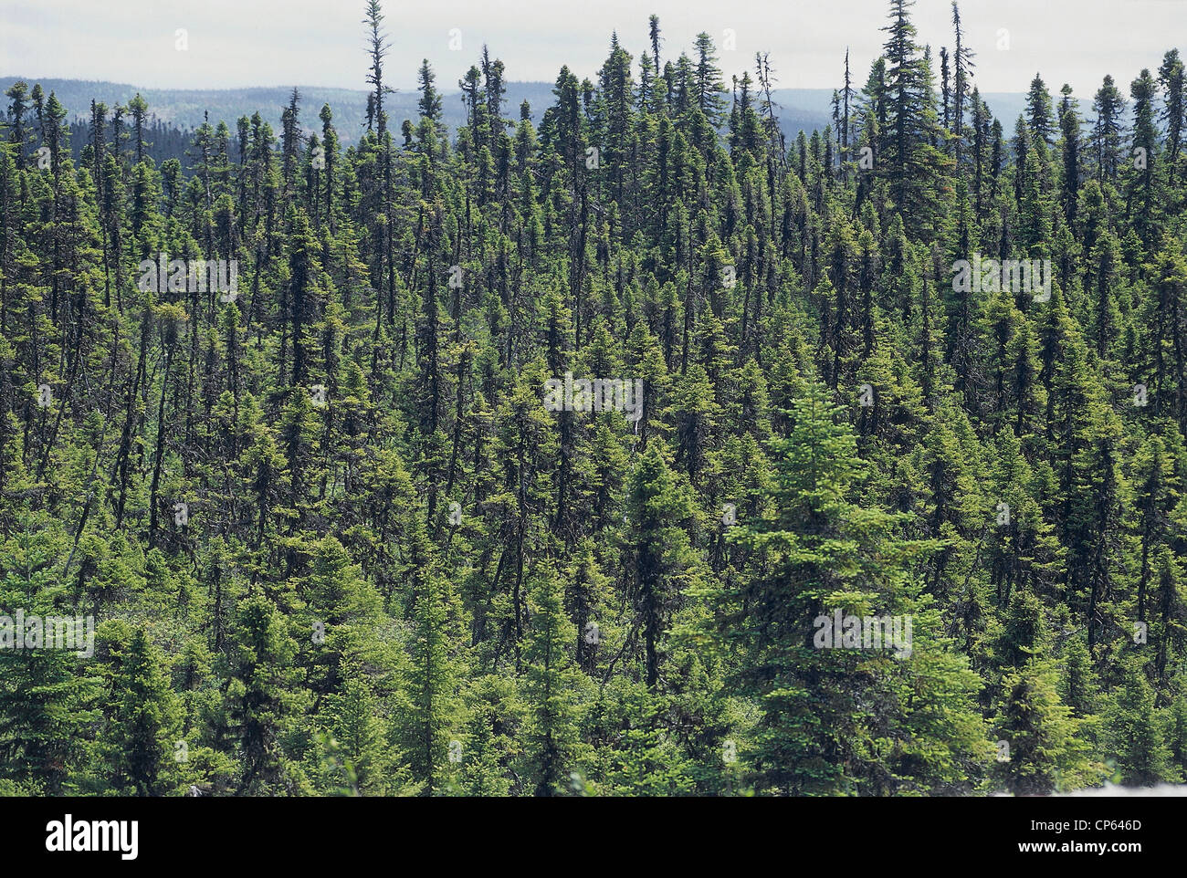 Canada Newfoundland Near Red Lake Indian. Forest Stock Photo Alamy