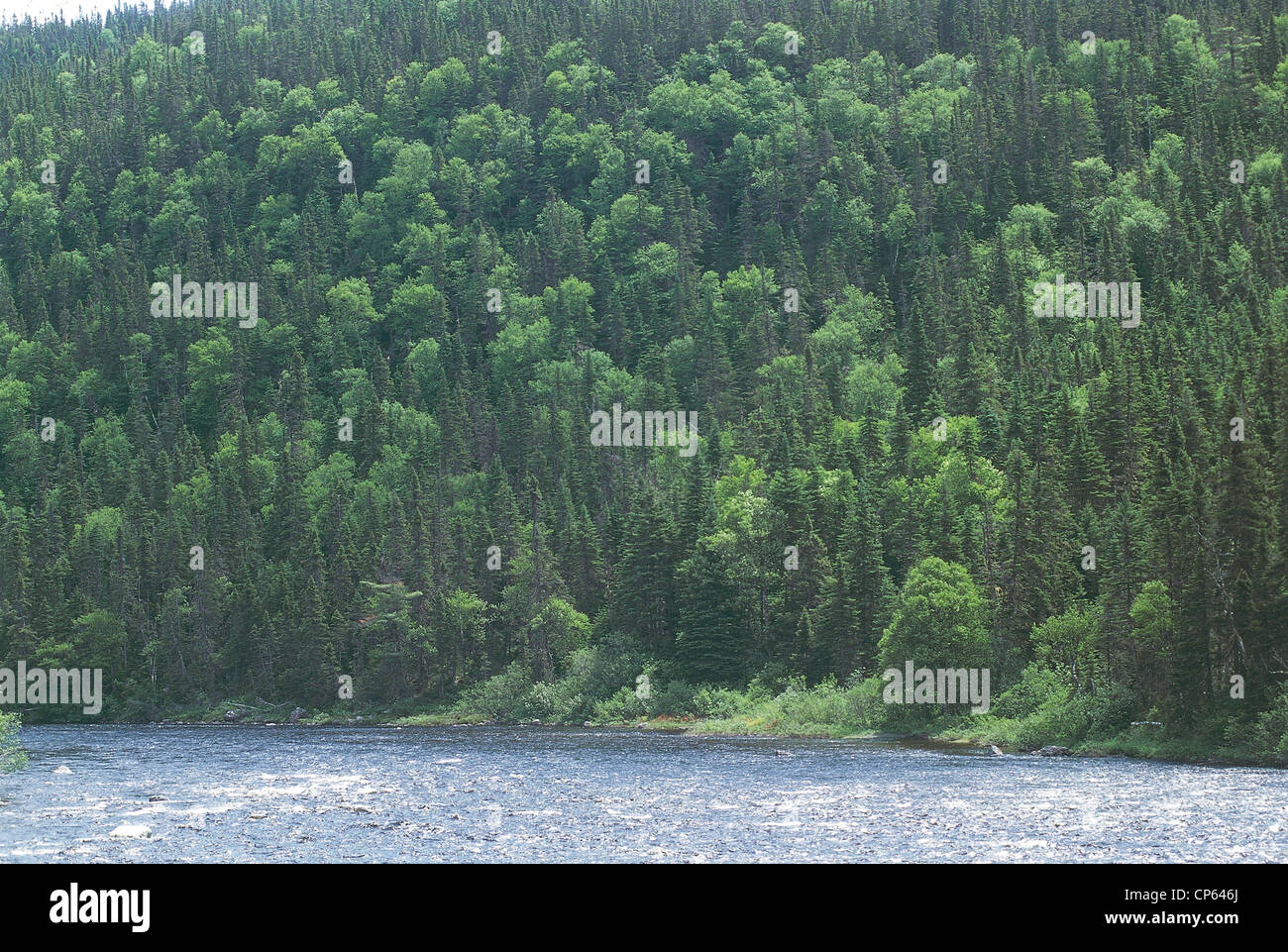 Canada Newfoundland Near Red Lake Indian. Forest Stock Photo Alamy