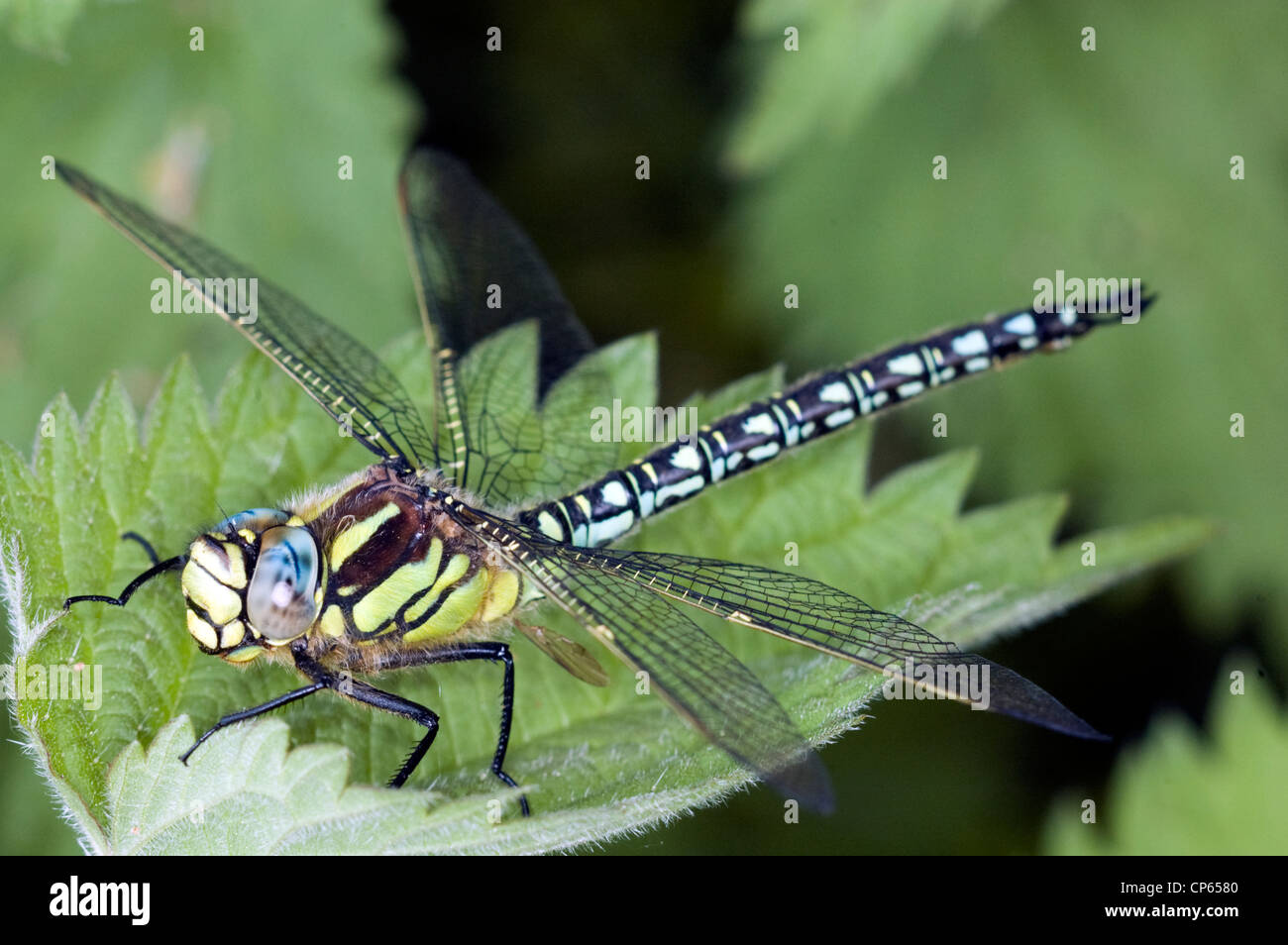 Emperor dragonfly warming up on nettle. Stock Photo