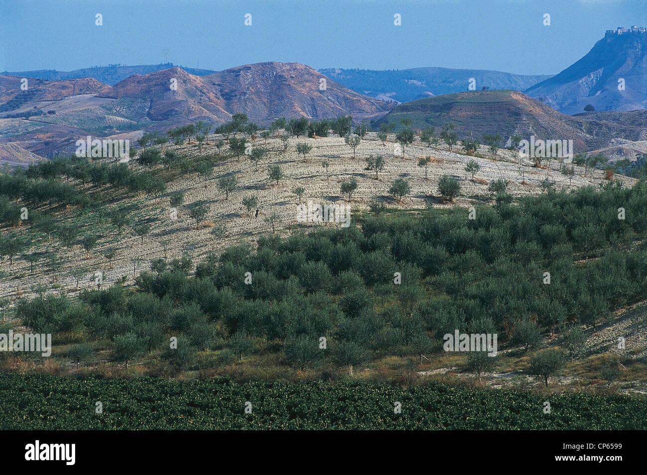 Calabria Ciro (Kr), the agricultural landscape Stock Photo Alamy