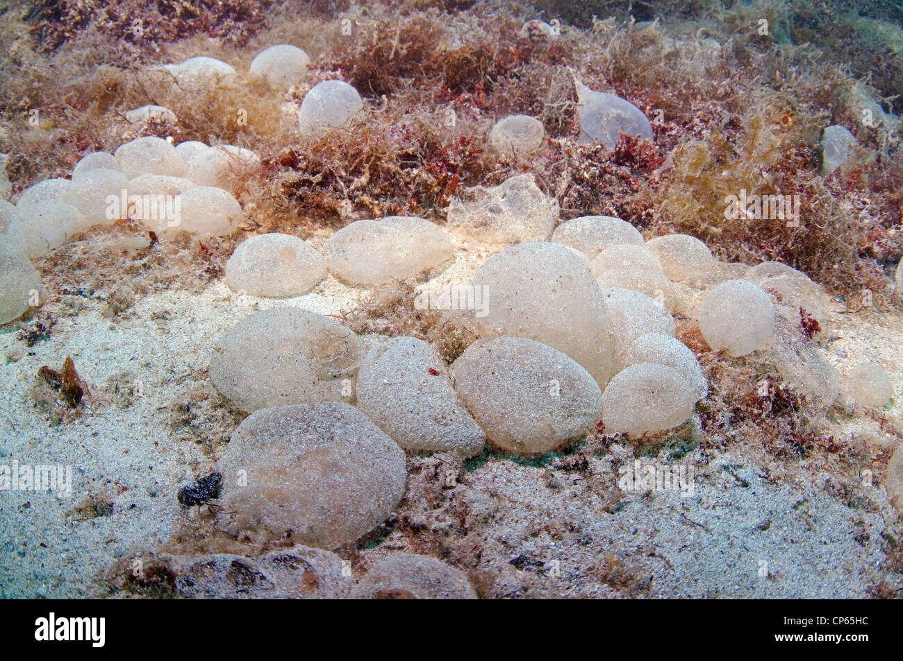 Jelly-like eggs Sopra (Arenicola sp), Black Sea, Crimea Stock Photo