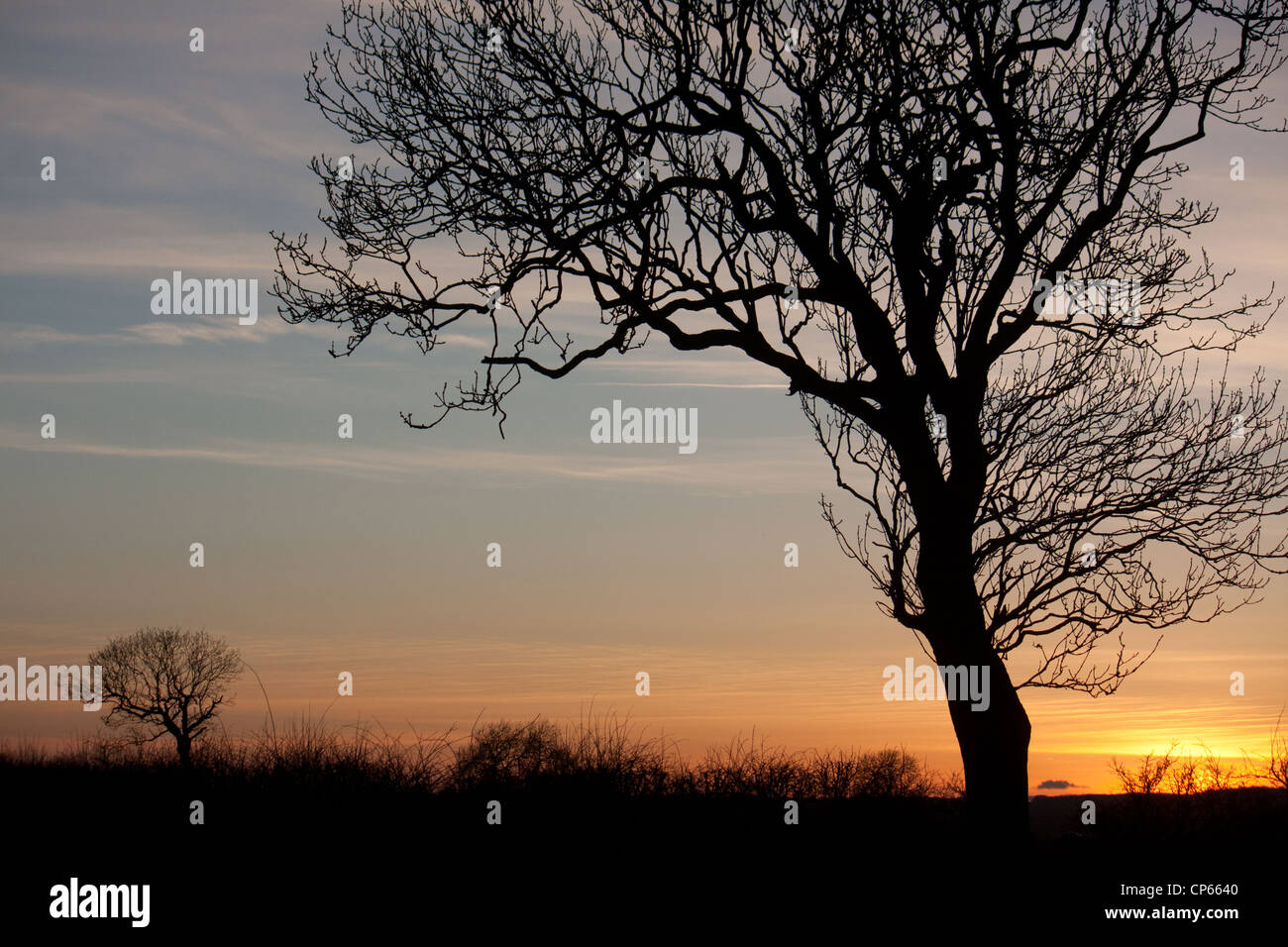 Tree silhouettes hi-res stock photography and images - Alamy