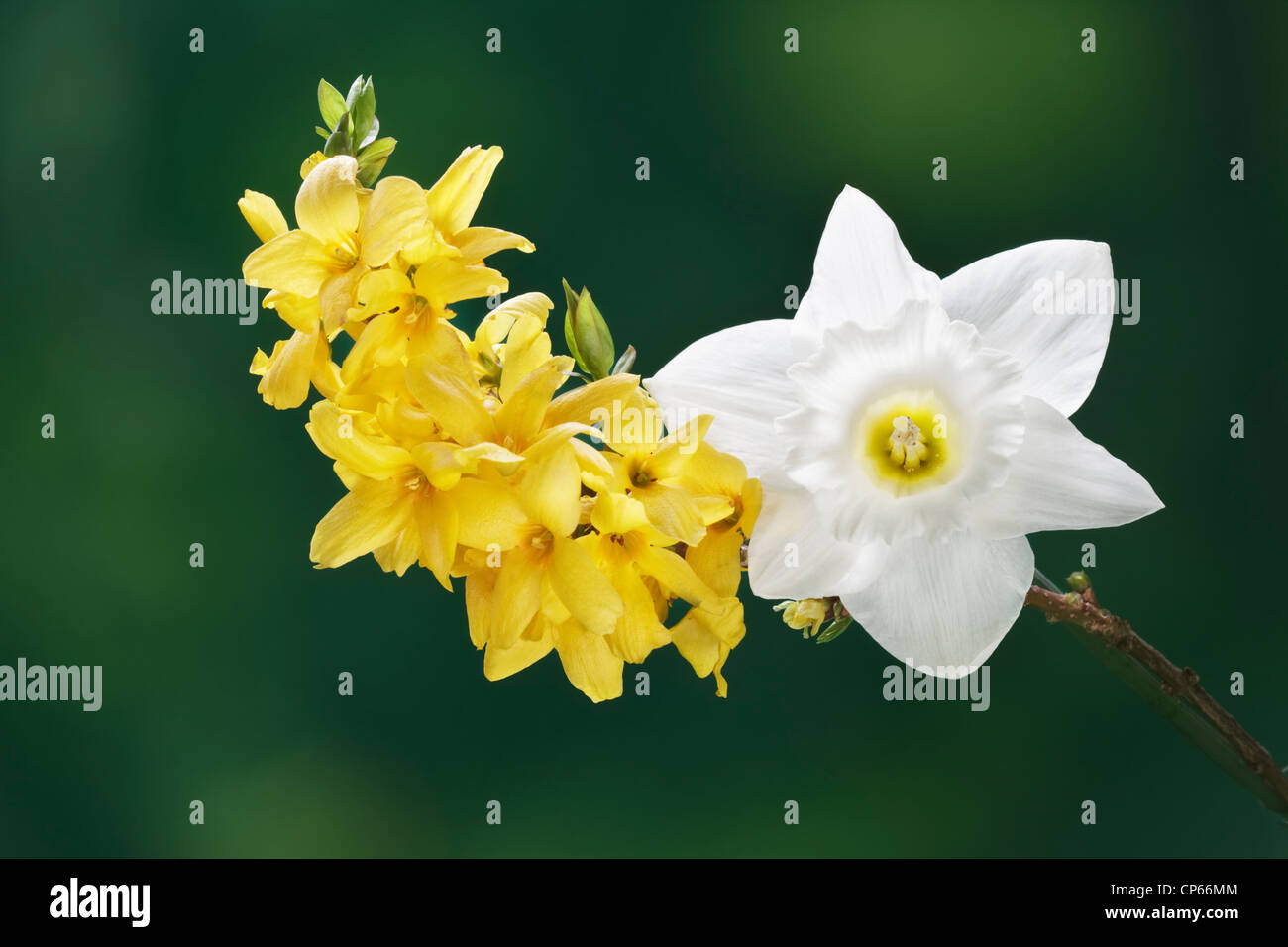 Forsythia and white Daffodil,first sign of spring Stock Photo Alamy