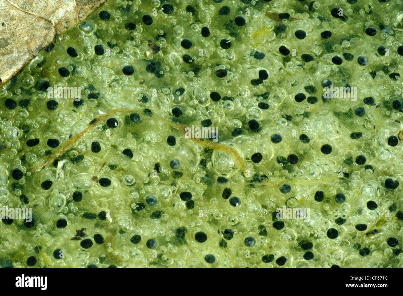 Frogspawn in a little pond, end of April Stock Photo Alamy