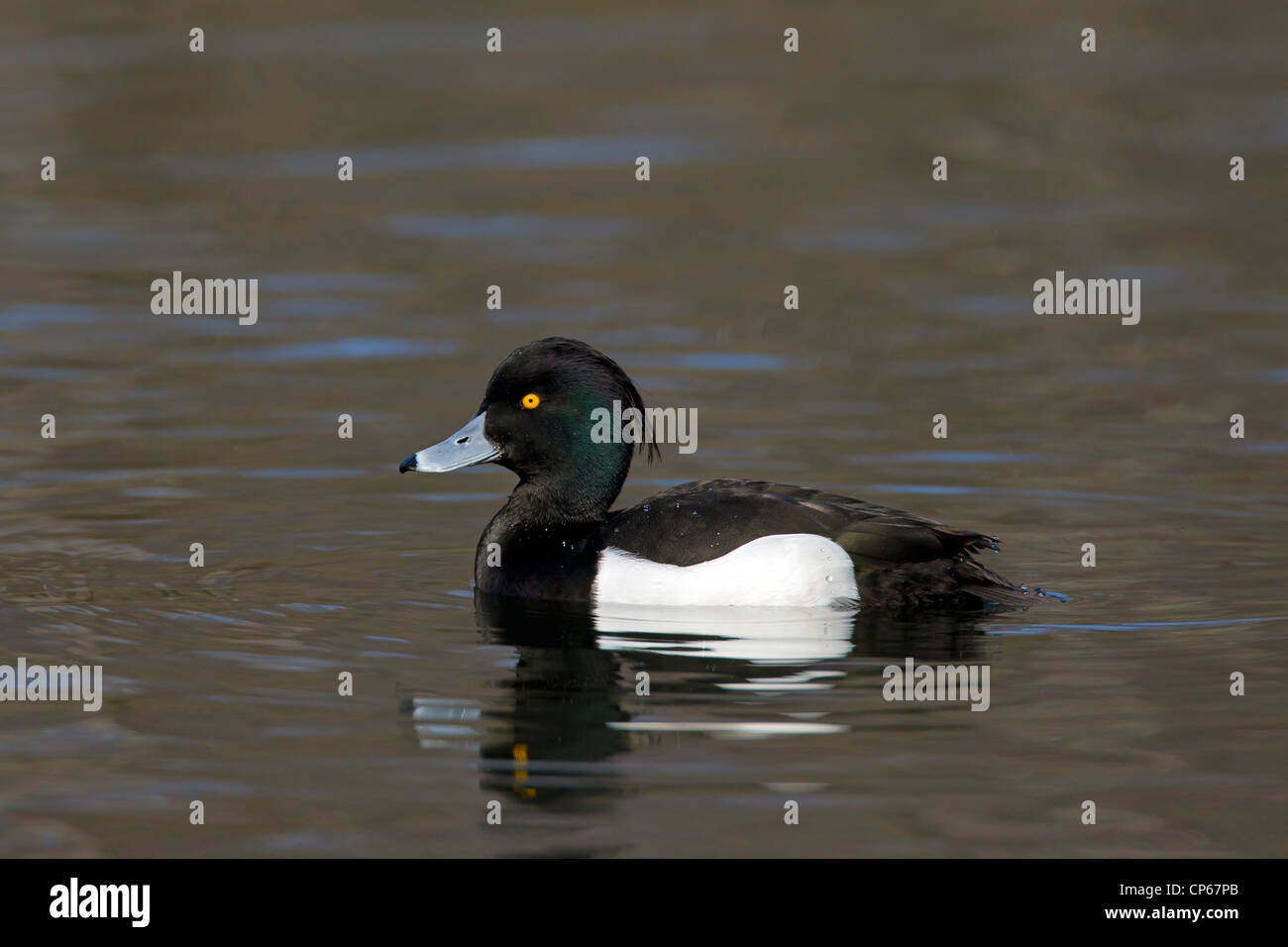 Tufted duck (Aythya fuligula) swimming in lake, Germany Stock Photo