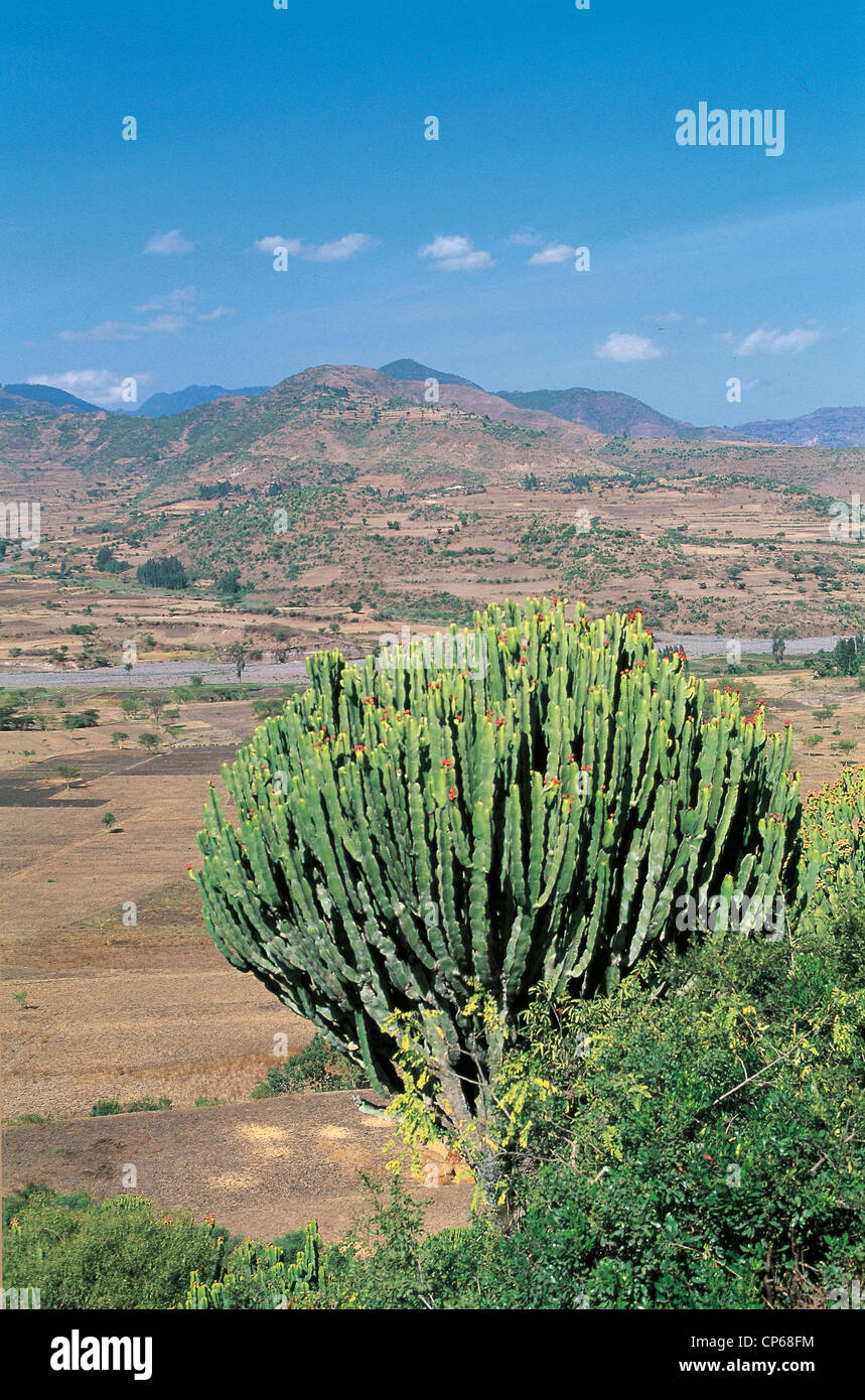 Weldiya hires stock photography and images Alamy