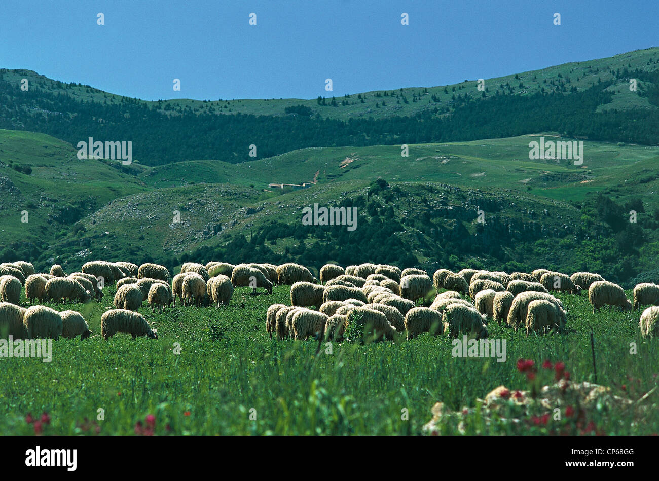 Sicily - Sicani Mountains - Greater St. Stephen's Quisquina (Ag). Sheep grazing. Stock Photo