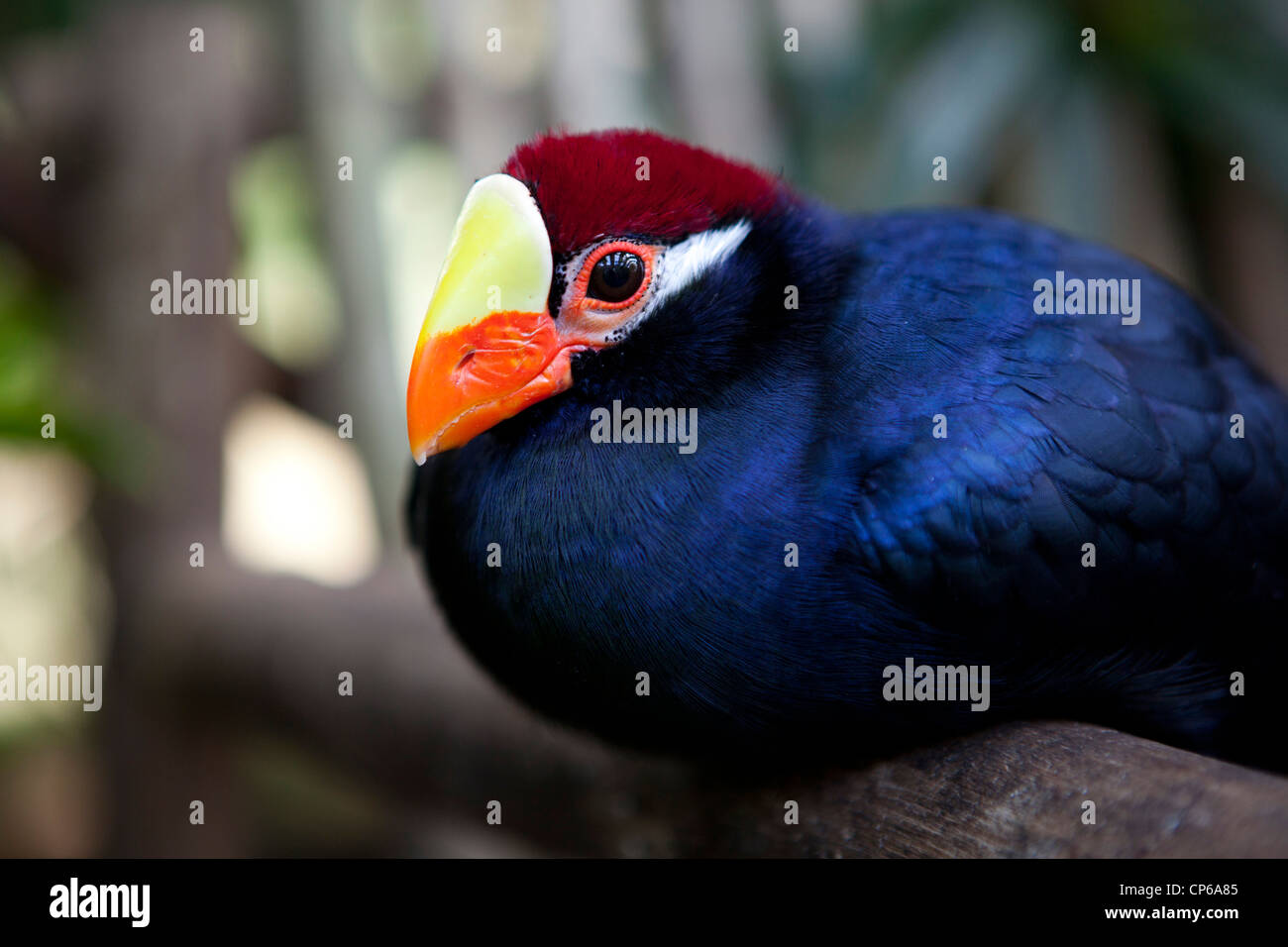 A large blue tropical bird, with red crown and orange and yellow beak, sitting on a wooden fence at Klapmuts, South Africa Stock Photo