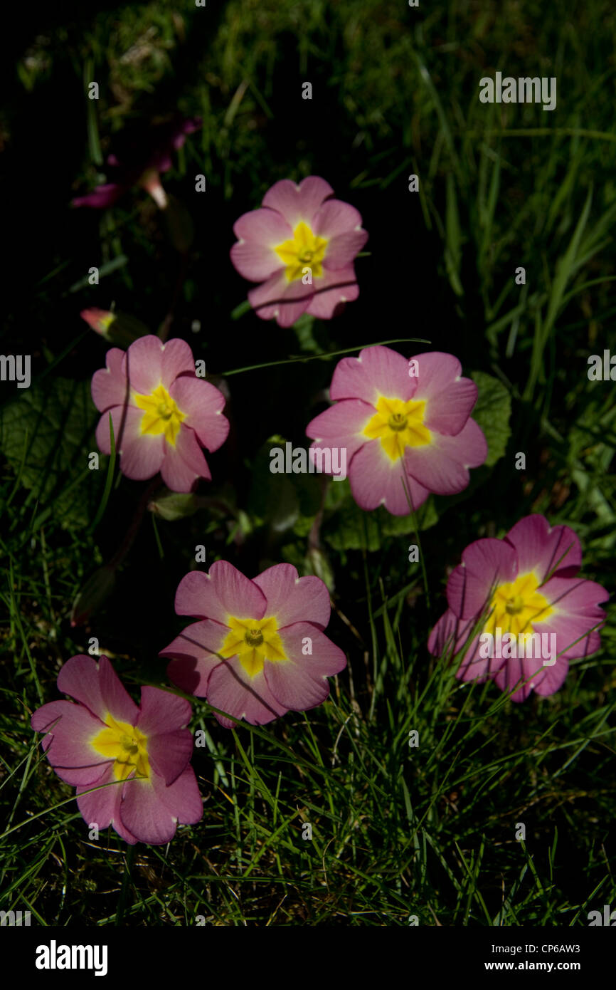 Pink and yellow cultivated primroses (primula) Stock Photo