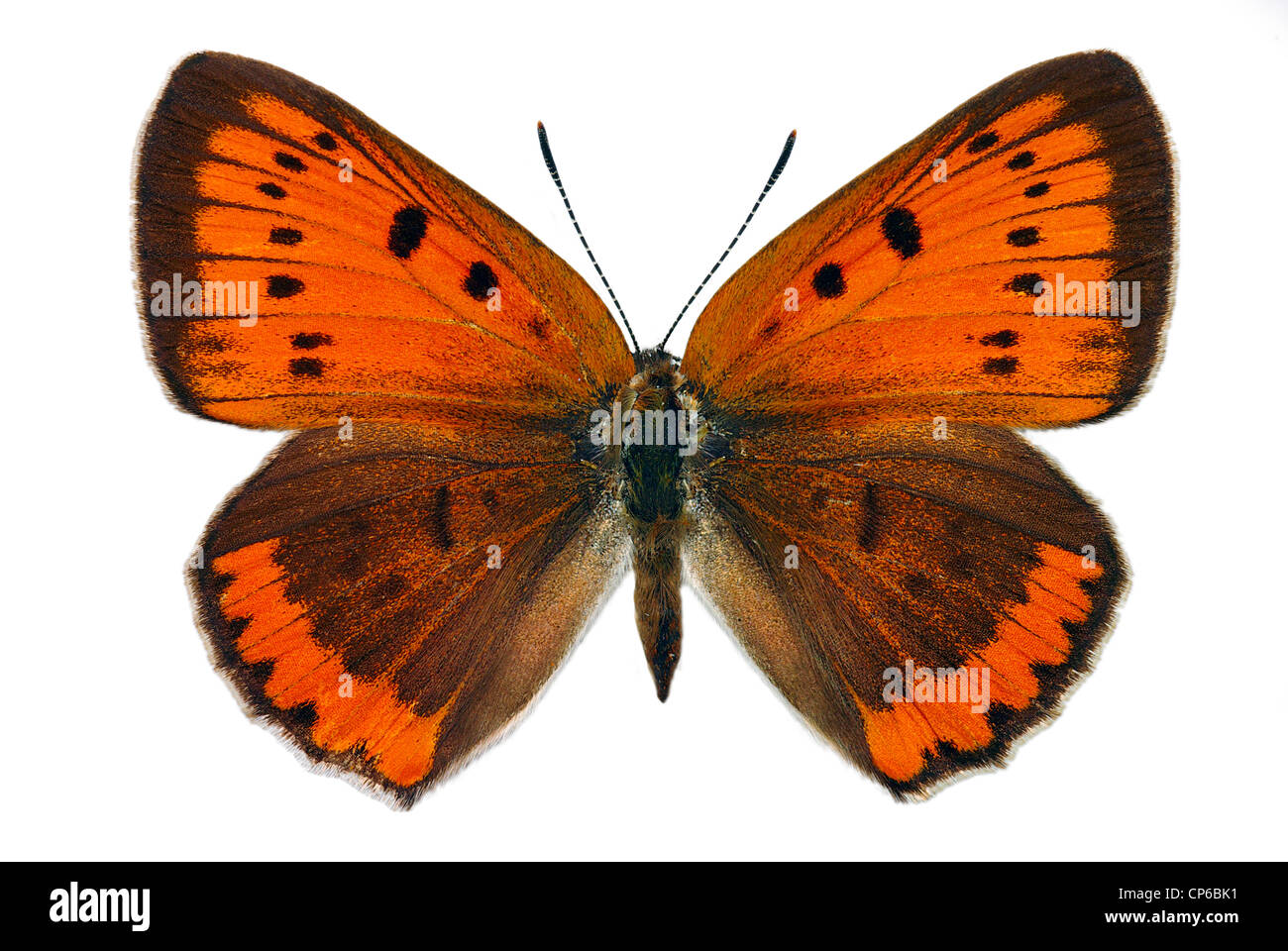 Female of Large Copper (Lycaena dispar), endangered butterfly protected in Europe Stock Photo