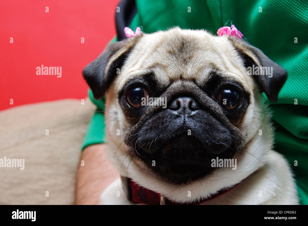 female dog bows