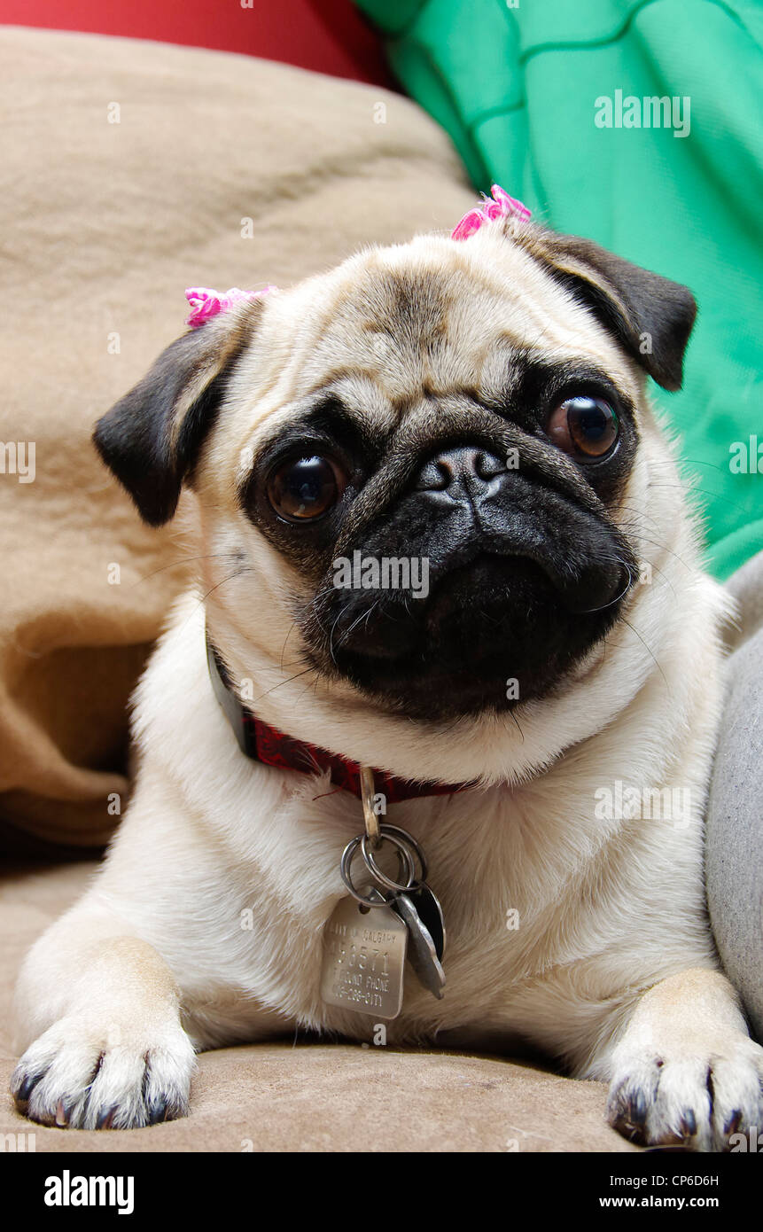 Fawn female sale pug