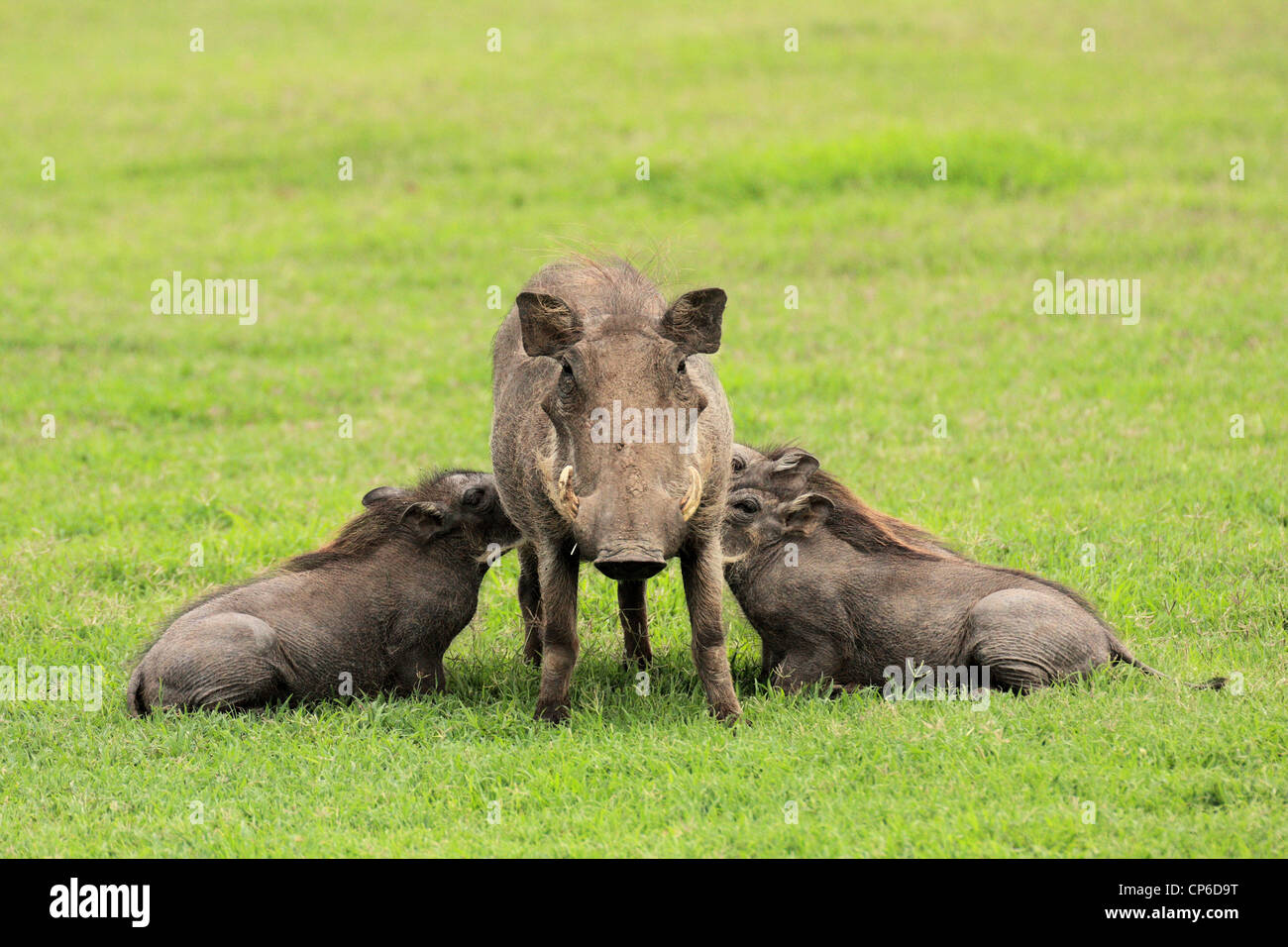 Warthog - Phacochoerus africanus - mother and youngsters suckling in the Ol Pejeta Conservancy, Laikipia, Kenya, East Africa Stock Photo