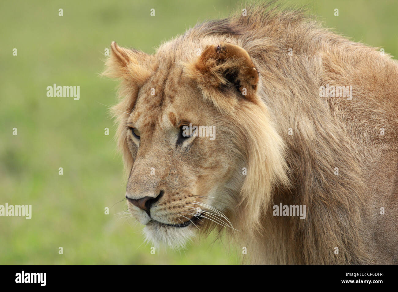 Male lion masai mara kenya hi-res stock photography and images - Alamy