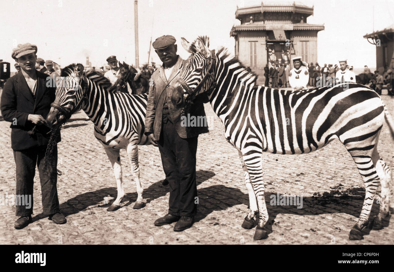 Two Men & Two Zebras Stock Photo
