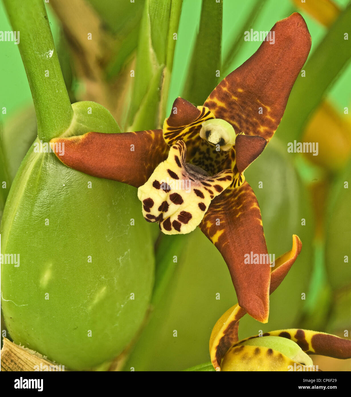 Maxillaria tenuifolia Orchidee orchid Stock Photo