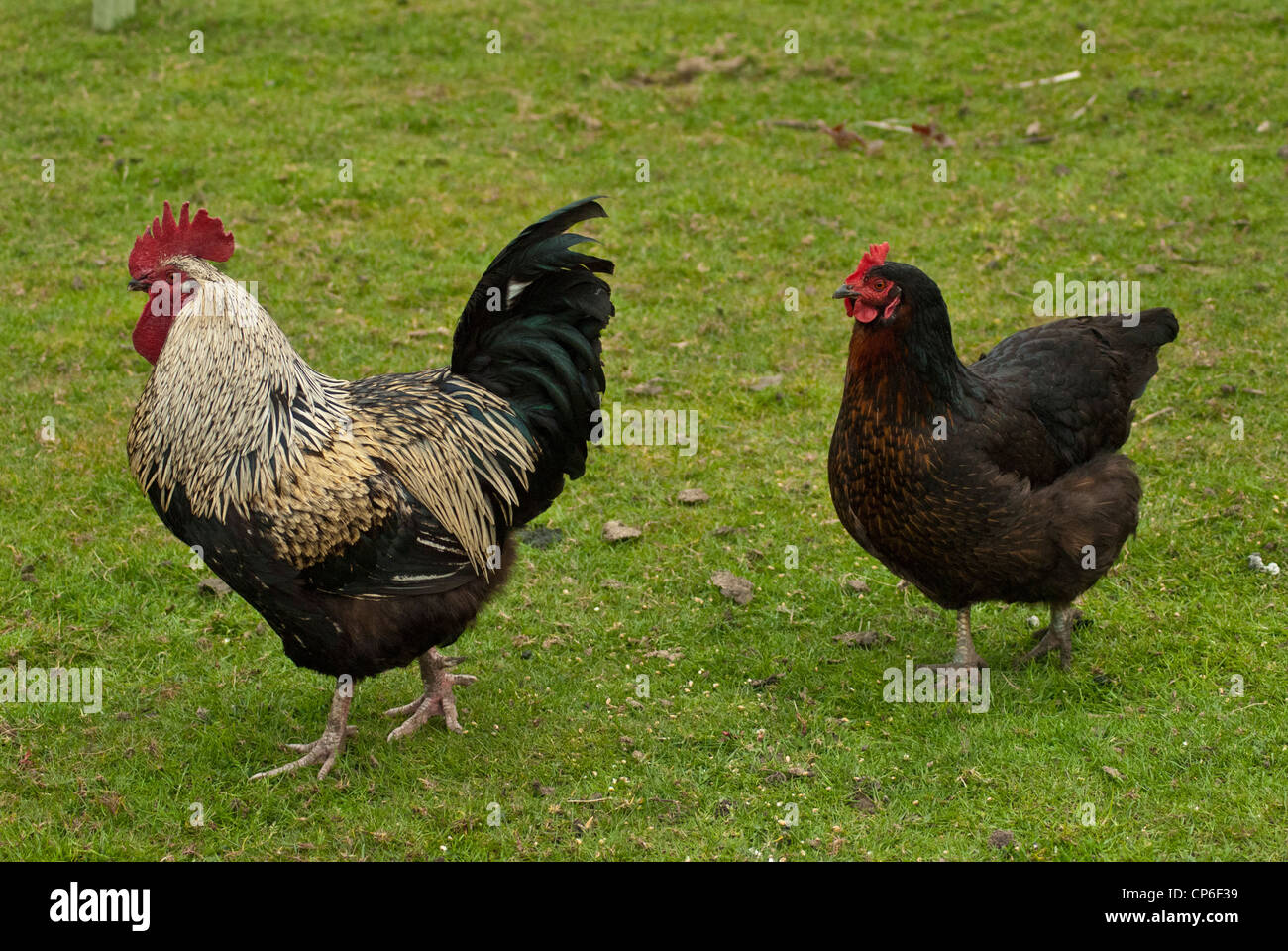 Free-range Cockerel & Hen Roaming Around The Grassy Field Stock Photo ...