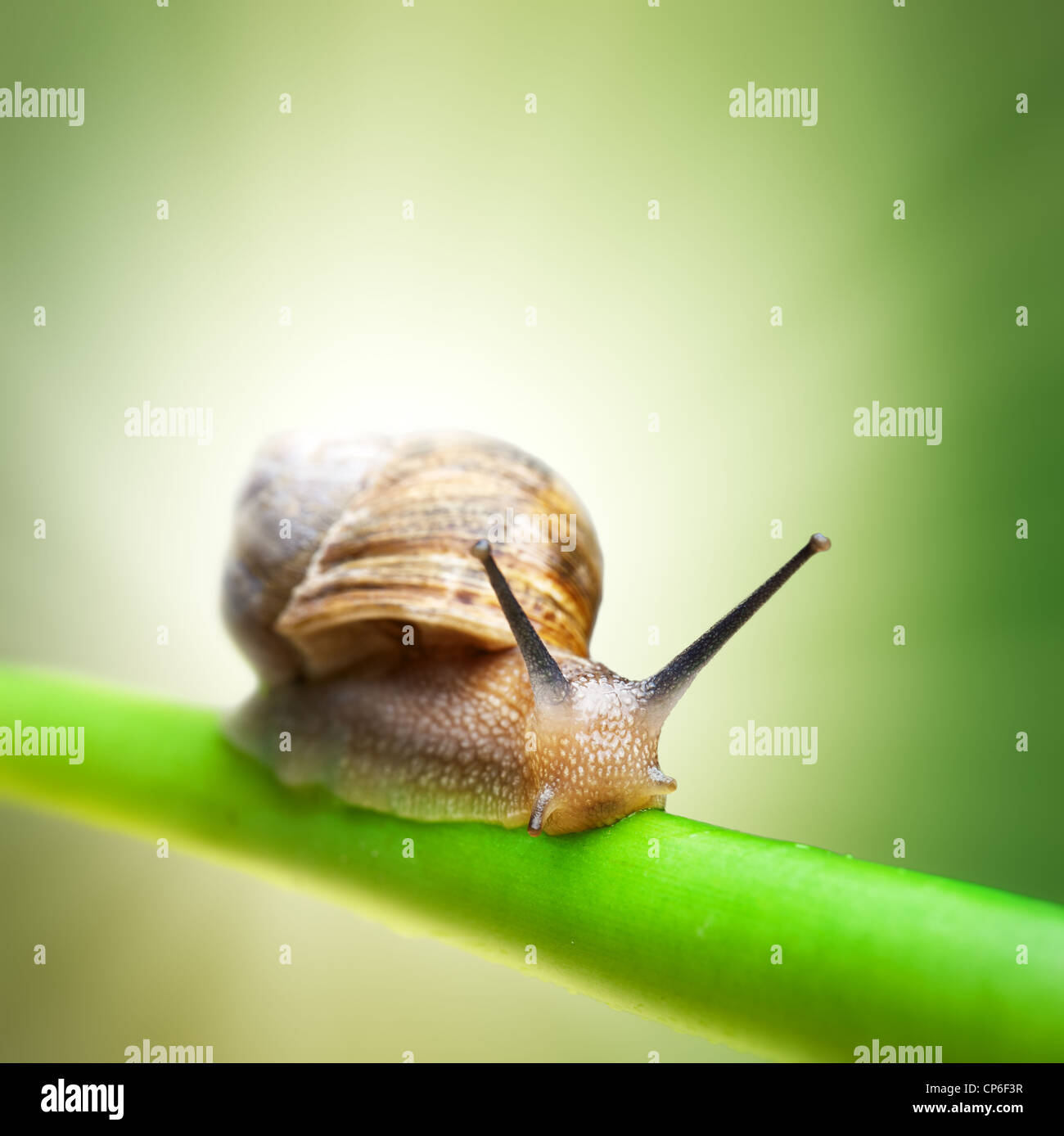 Snail crawling on green stem Stock Photo