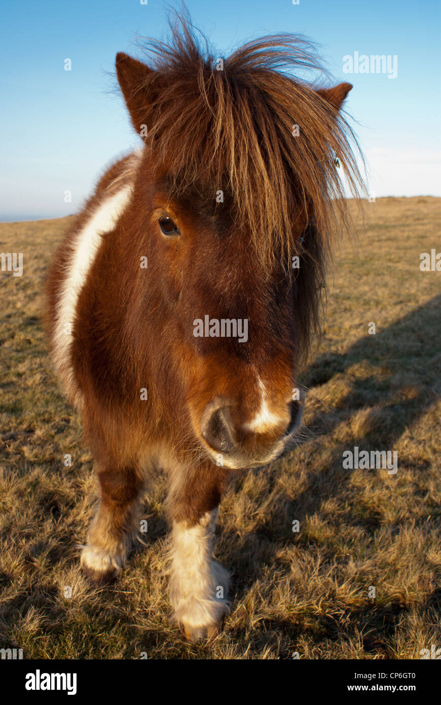 White dartmoor pony hi-res stock photography and images - Alamy