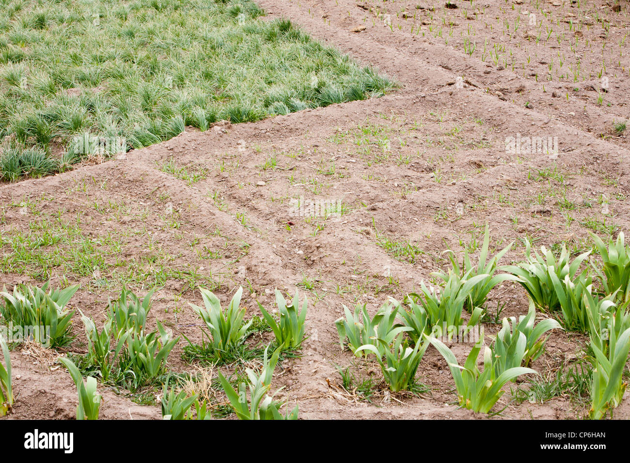 Terraced fields of Saffron in the Anti Atlas mountains of morocco, the