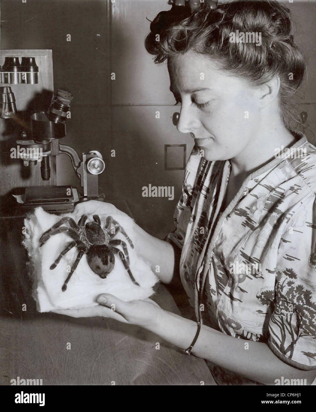 Large Tarantula at Smithsonian Research Lab Stock Photo