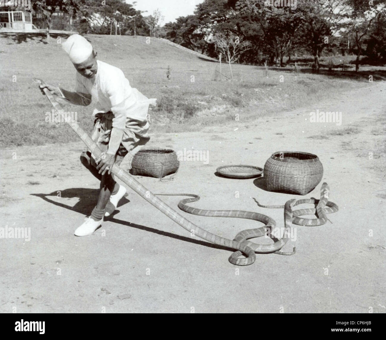 Snake Handler with Giant King Cobra Stock Photo