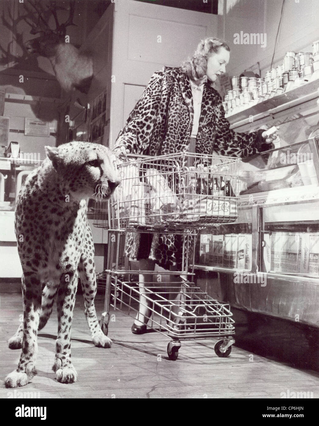 Woman in Cheetah Coat Shopping with Live Cheetah Stock Photo Alamy