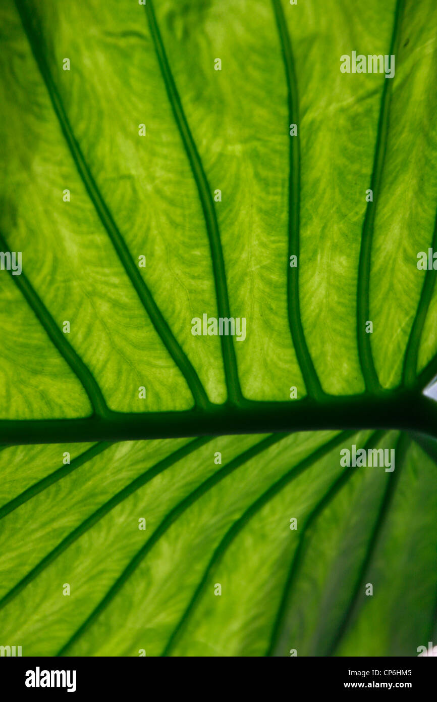 leaf of house plant Philodendron Stock Photo