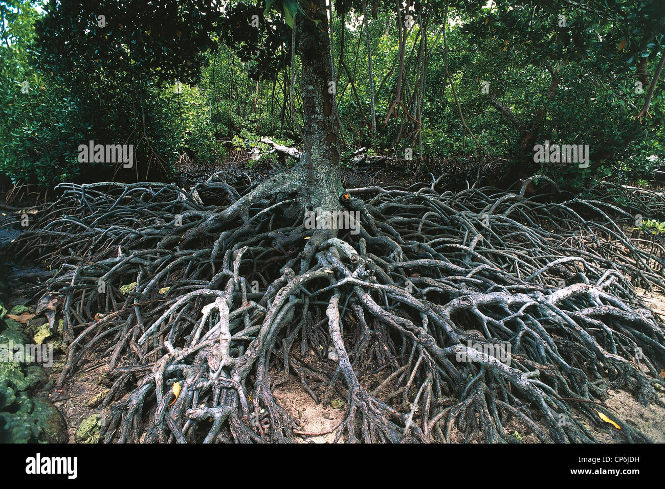Toasted Island Roots Isole yap hi-res stock photography and images - Alamy