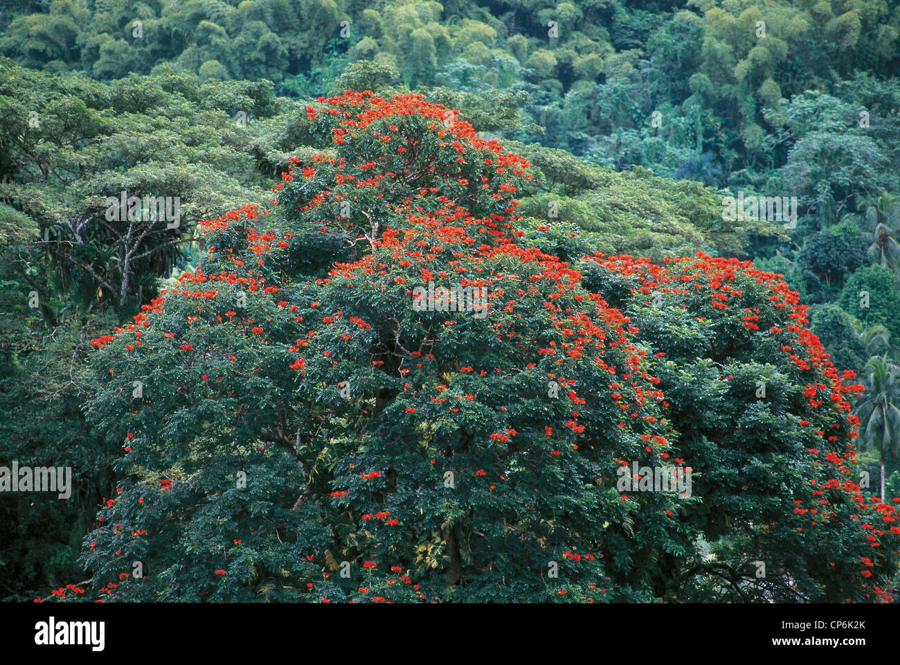 Jamaica - A plant Erythrina Stock Photo