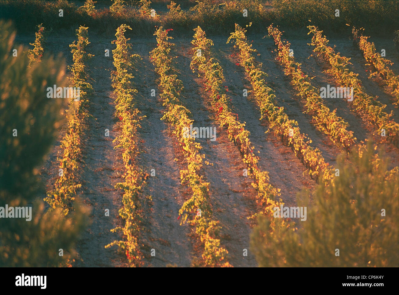 France - Languedoc Roussillon, the vineyards of Castello di Pennautier Stock Photo