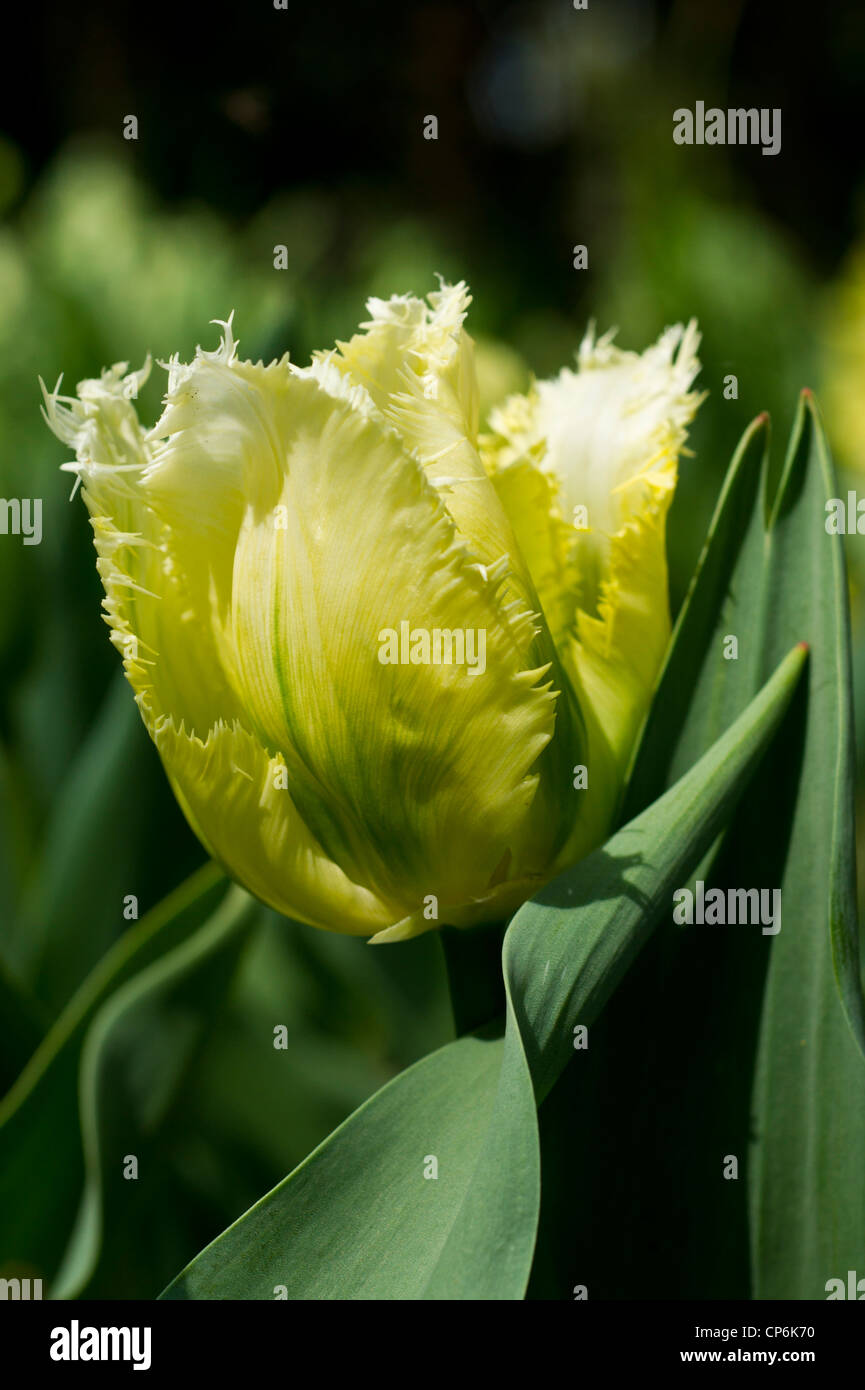 Tulipa Snow Valley Stock Photo