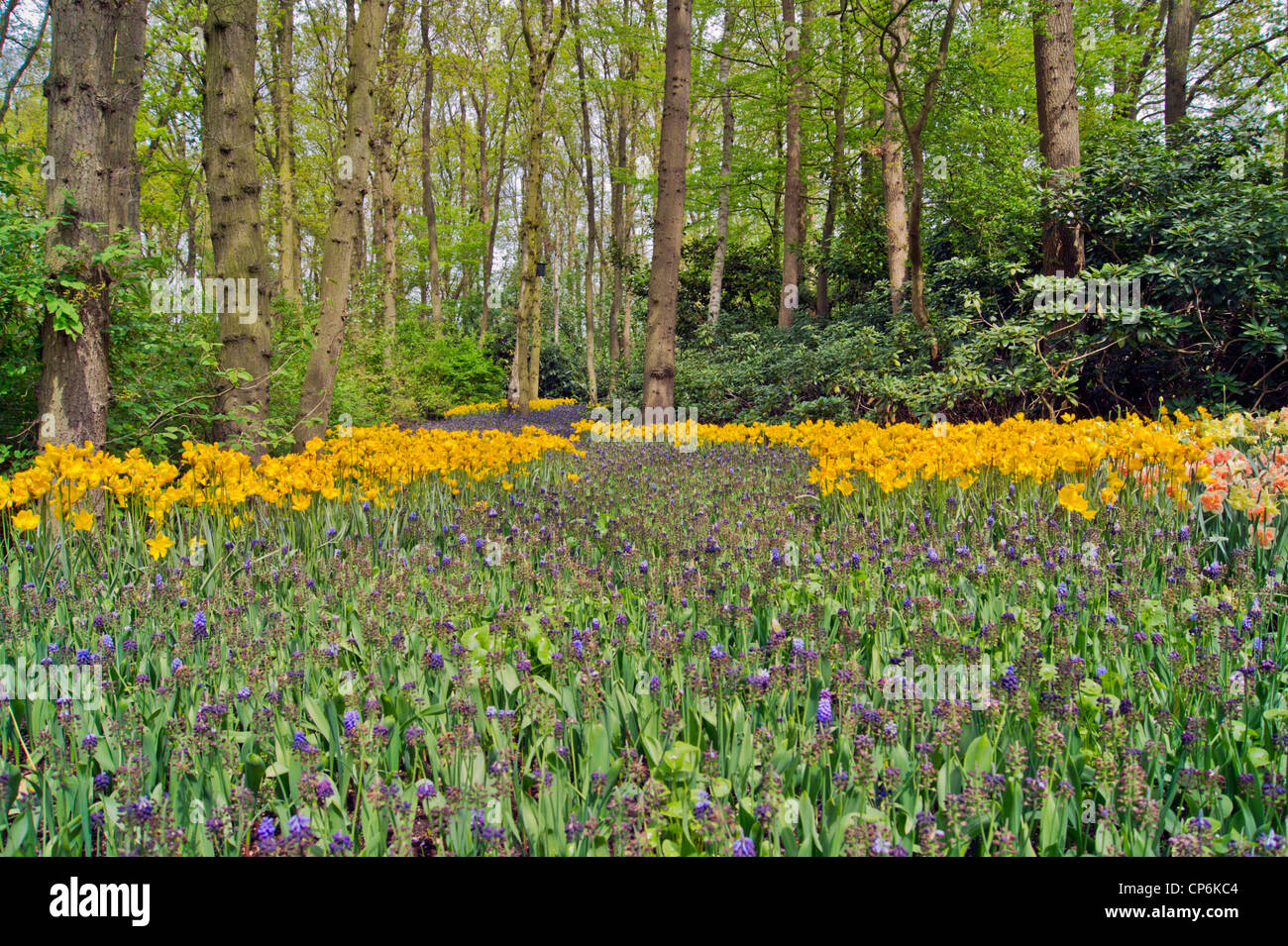Keukenhof Forest with Narcissus and Blue grape hyacinths Stock Photo