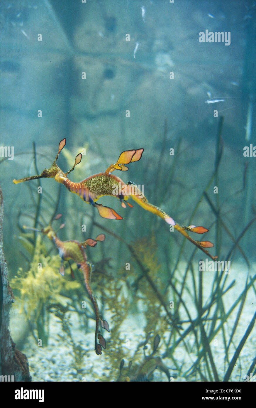 Republic of Singapore - Sentosa Island - Underwater World Aquarium Tropical, seahorse Stock Photo