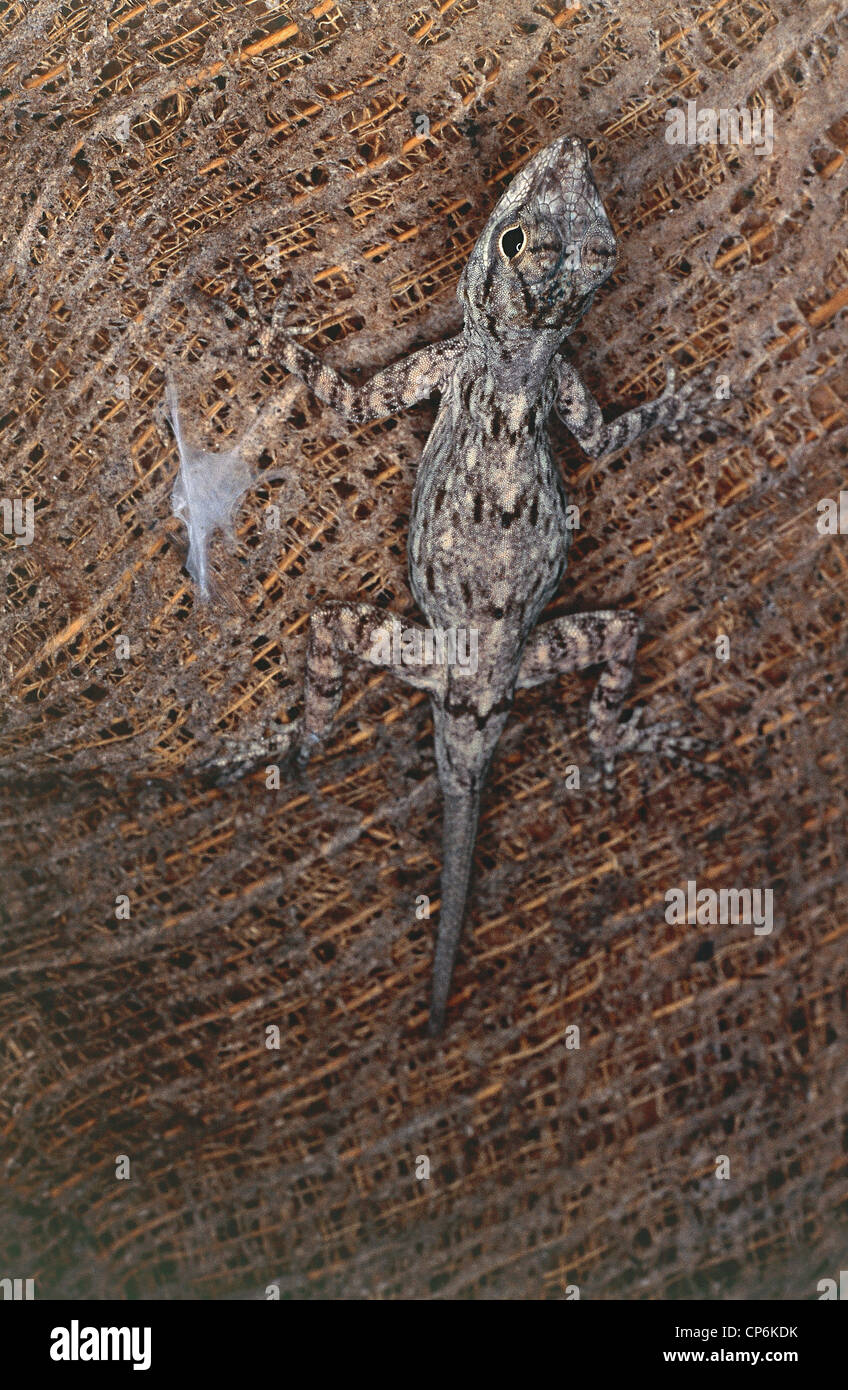 Dominican Republic - Parco Nazionale del Este, gecko camouflaged on tree bark Stock Photo