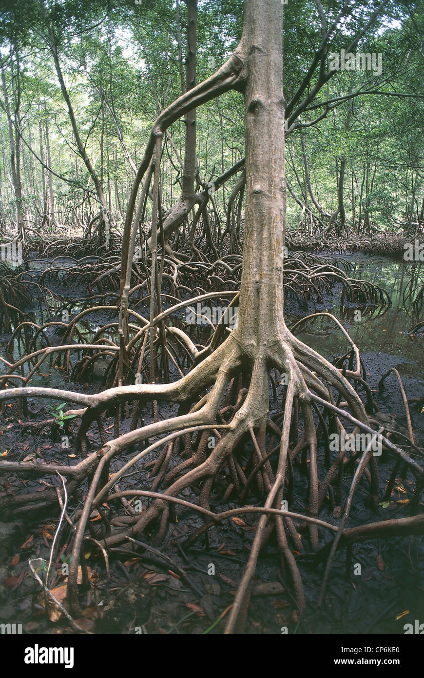 Dominican Republic - National Park of Los Haitises, roots and trunks of mangroves Stock Photo