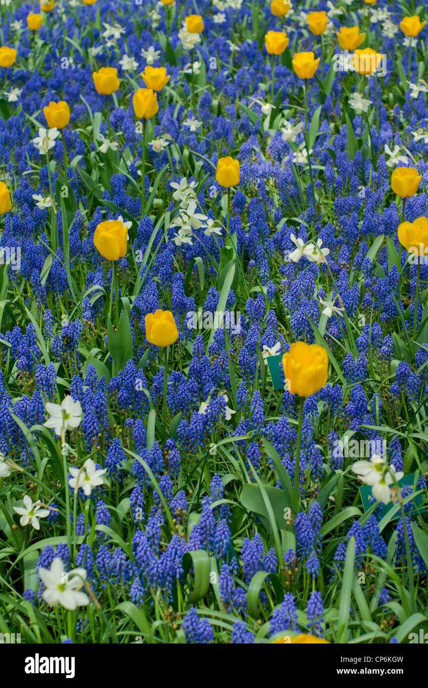 Daffodils and grape hyacinths hires stock photography and images Alamy