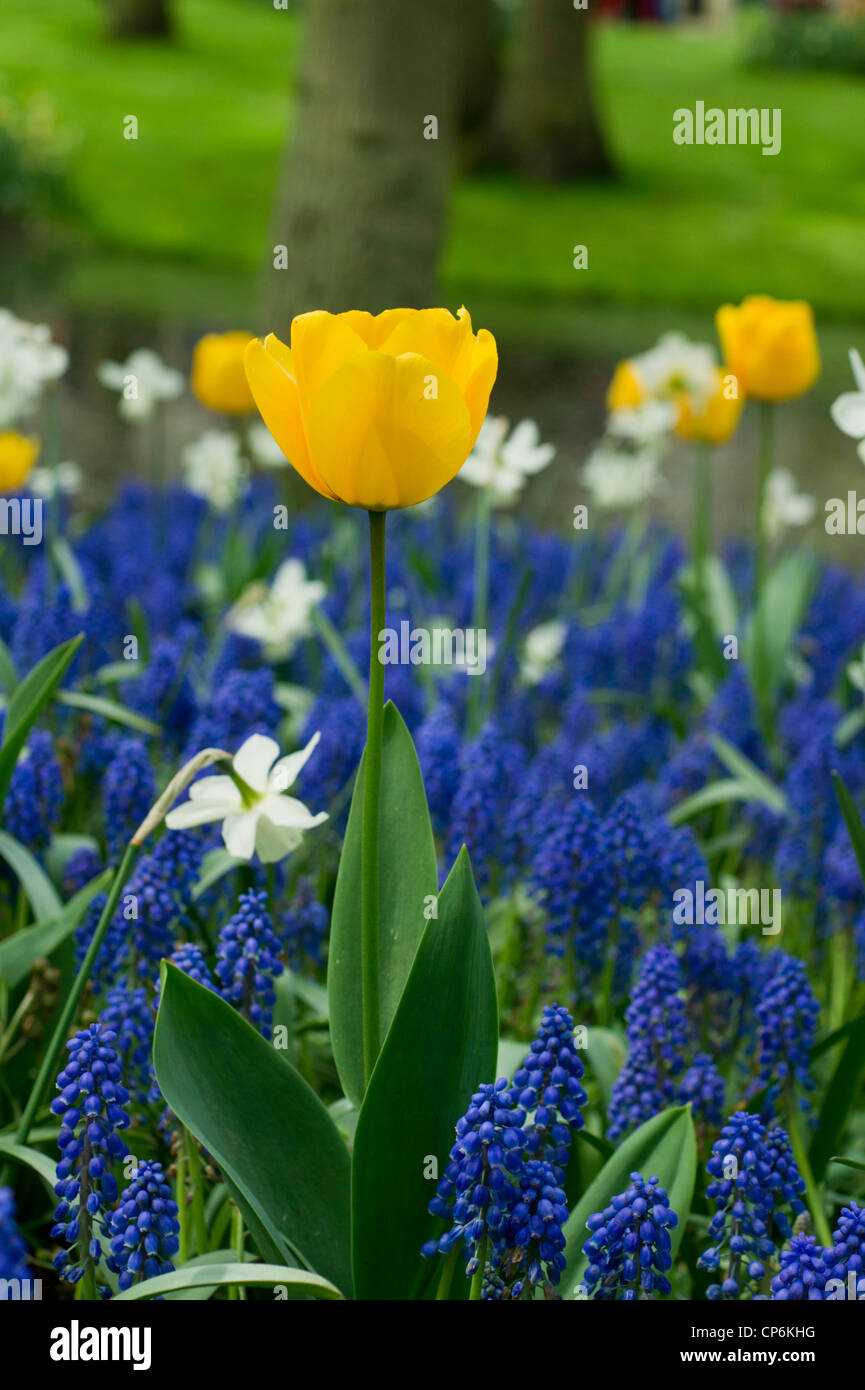 Daffodils and grape hyacinths hires stock photography and images Alamy