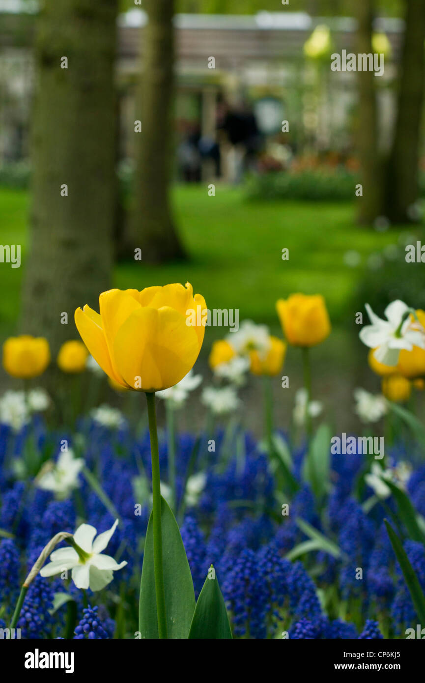 Daffodils and grape hyacinths hires stock photography and images Alamy