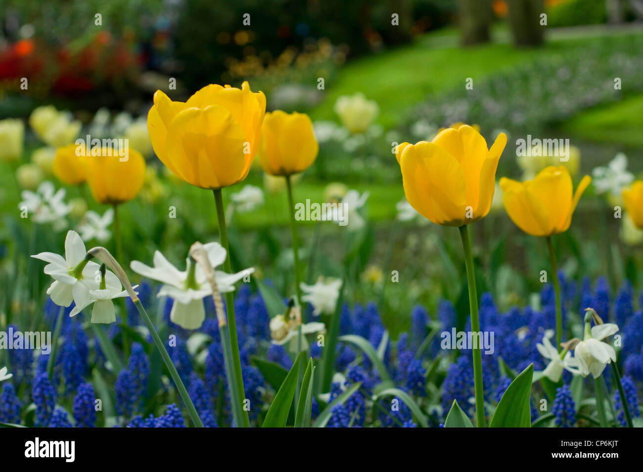 Daffodils and grape hyacinths hires stock photography and images Alamy