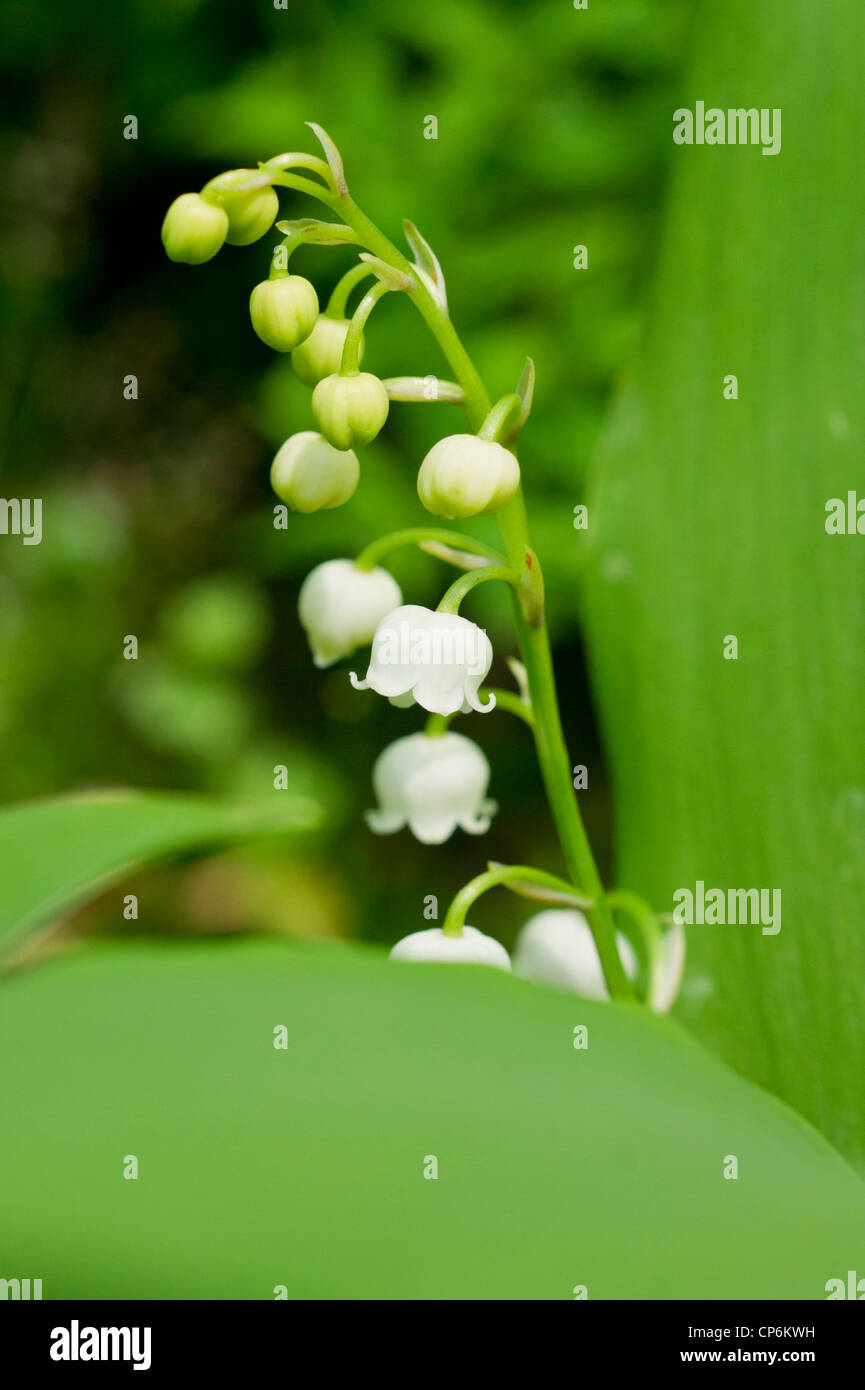lily of the Valley Stock Photo