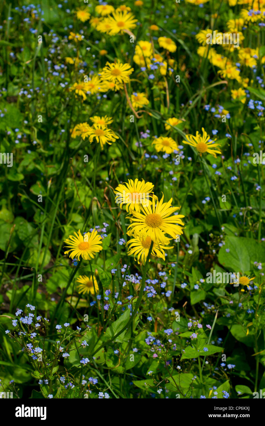 Forget me not and yellow Doronicum orientale Stock Photo
