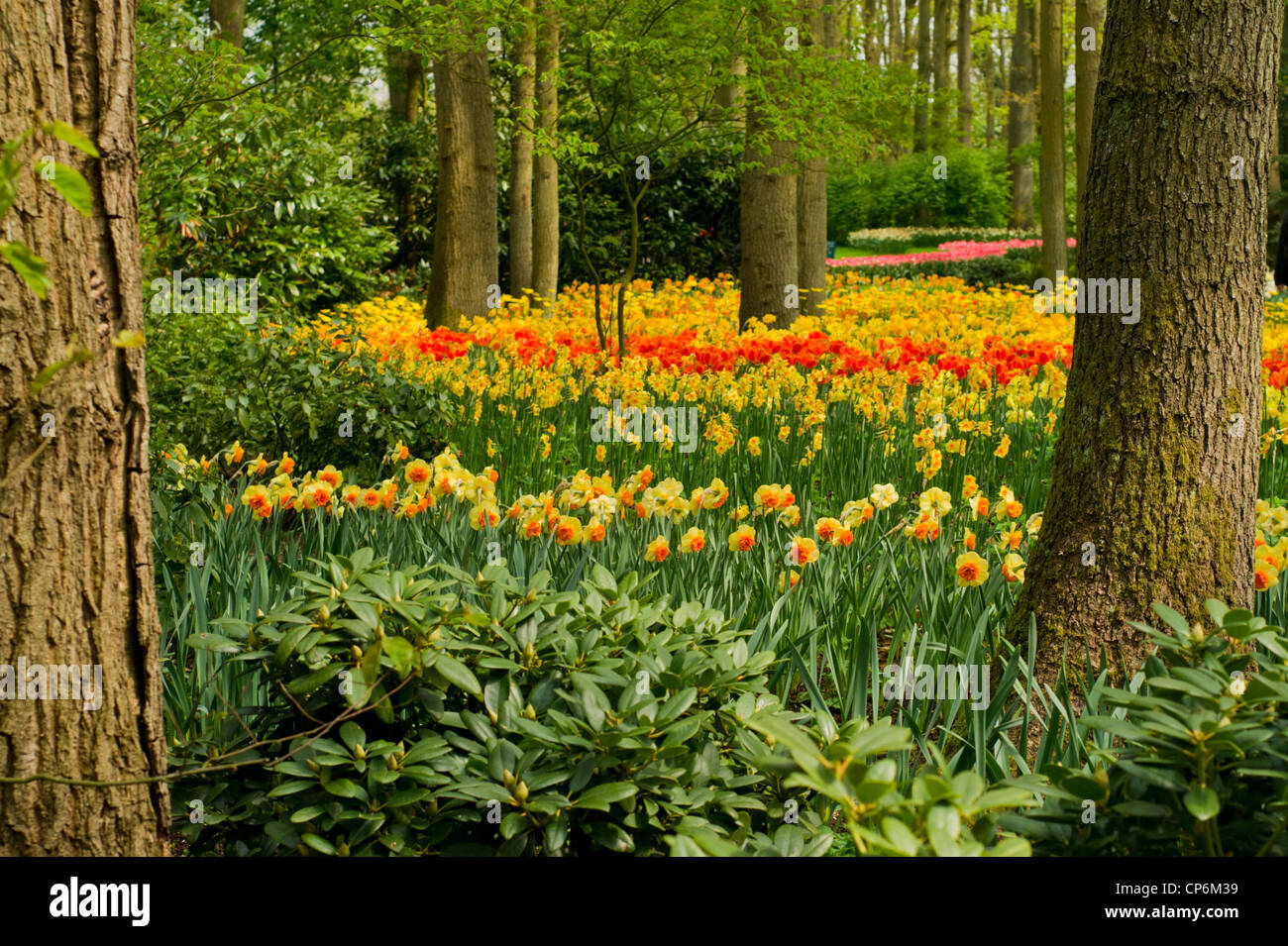 Tulips between the trees in the Keukenhof Stock Photo