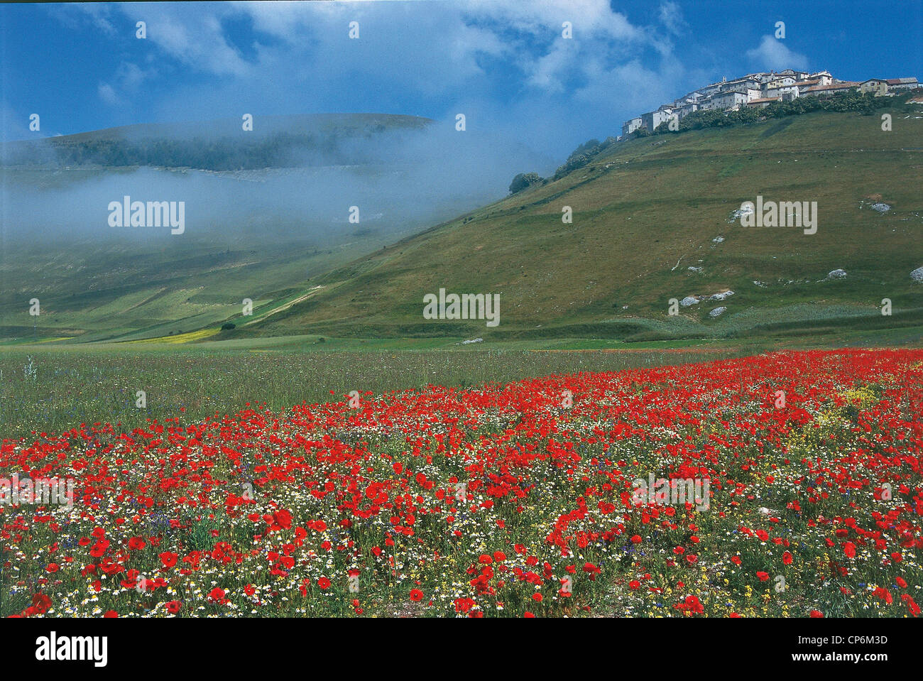 Umbria - Parco Nazionale dei Monti Sibillini - Castelluccio di Norcia (Pg). Pian Grande. Flowering of poppies. Stock Photo