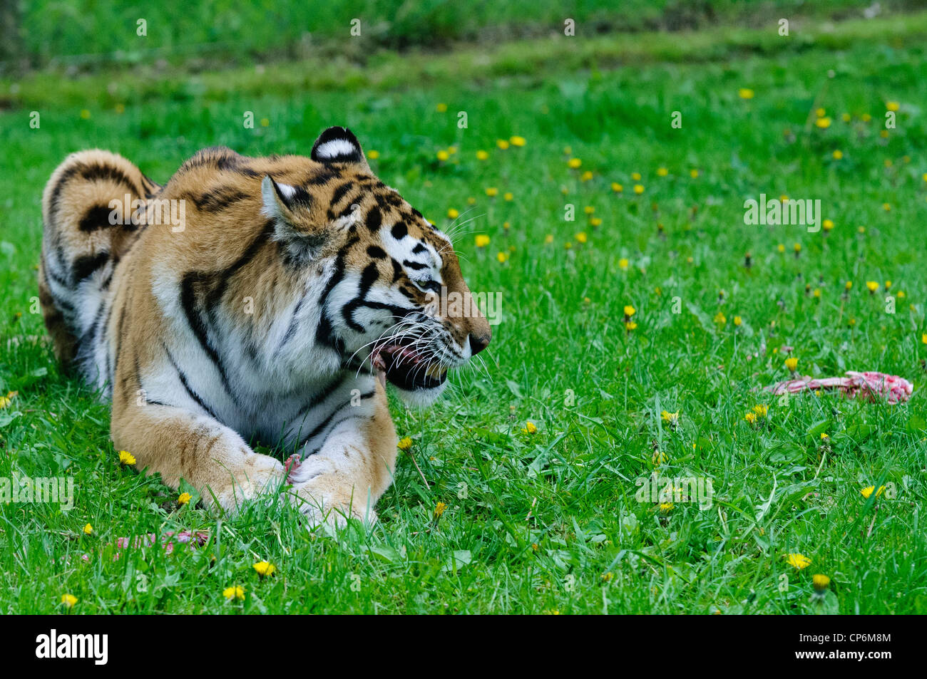 A tiger eating its dinner. Taken at Longleat Safari Park Stock Photo