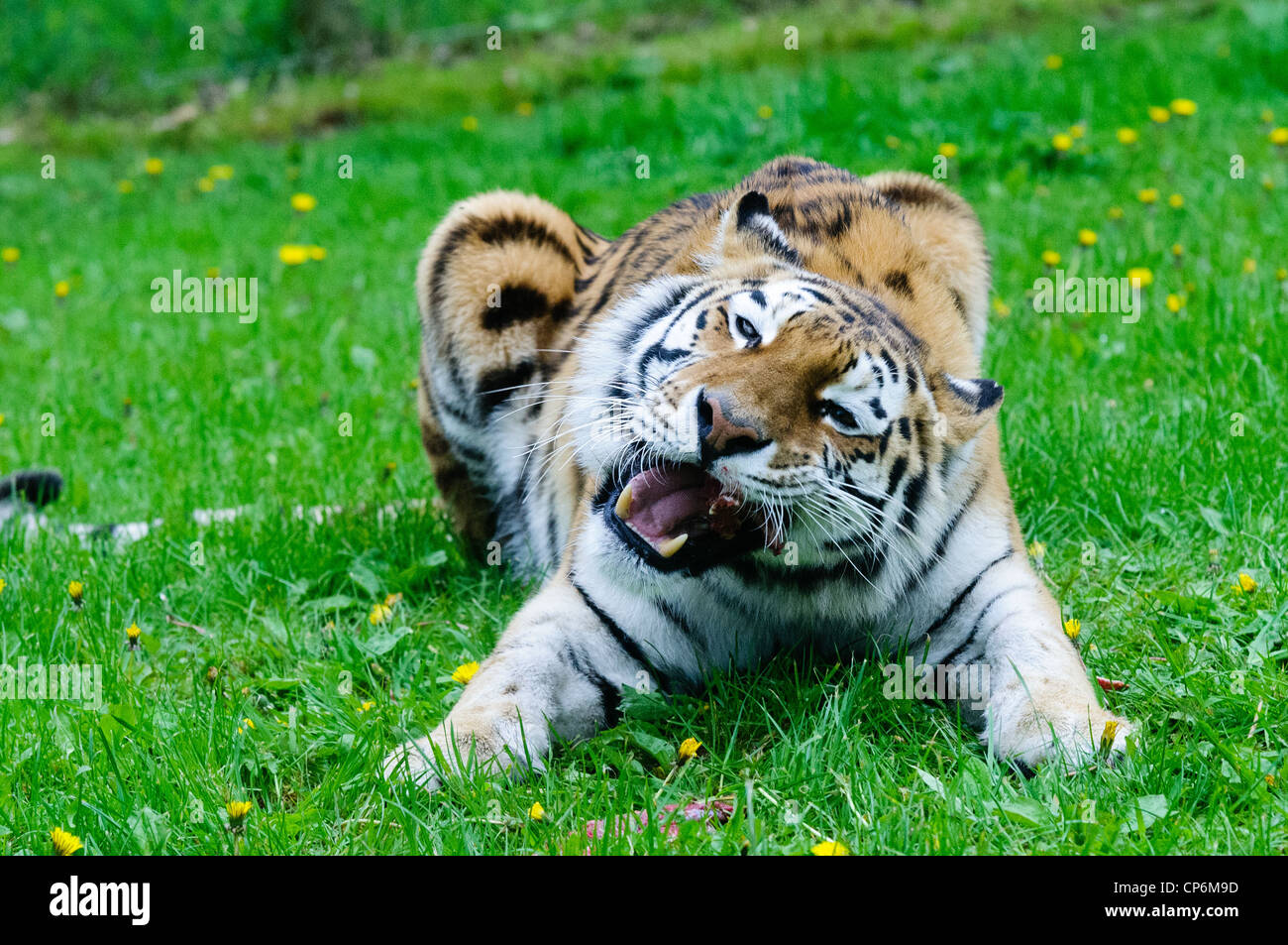 A tiger eating its dinner. Taken at Longleat Safari Park Stock Photo