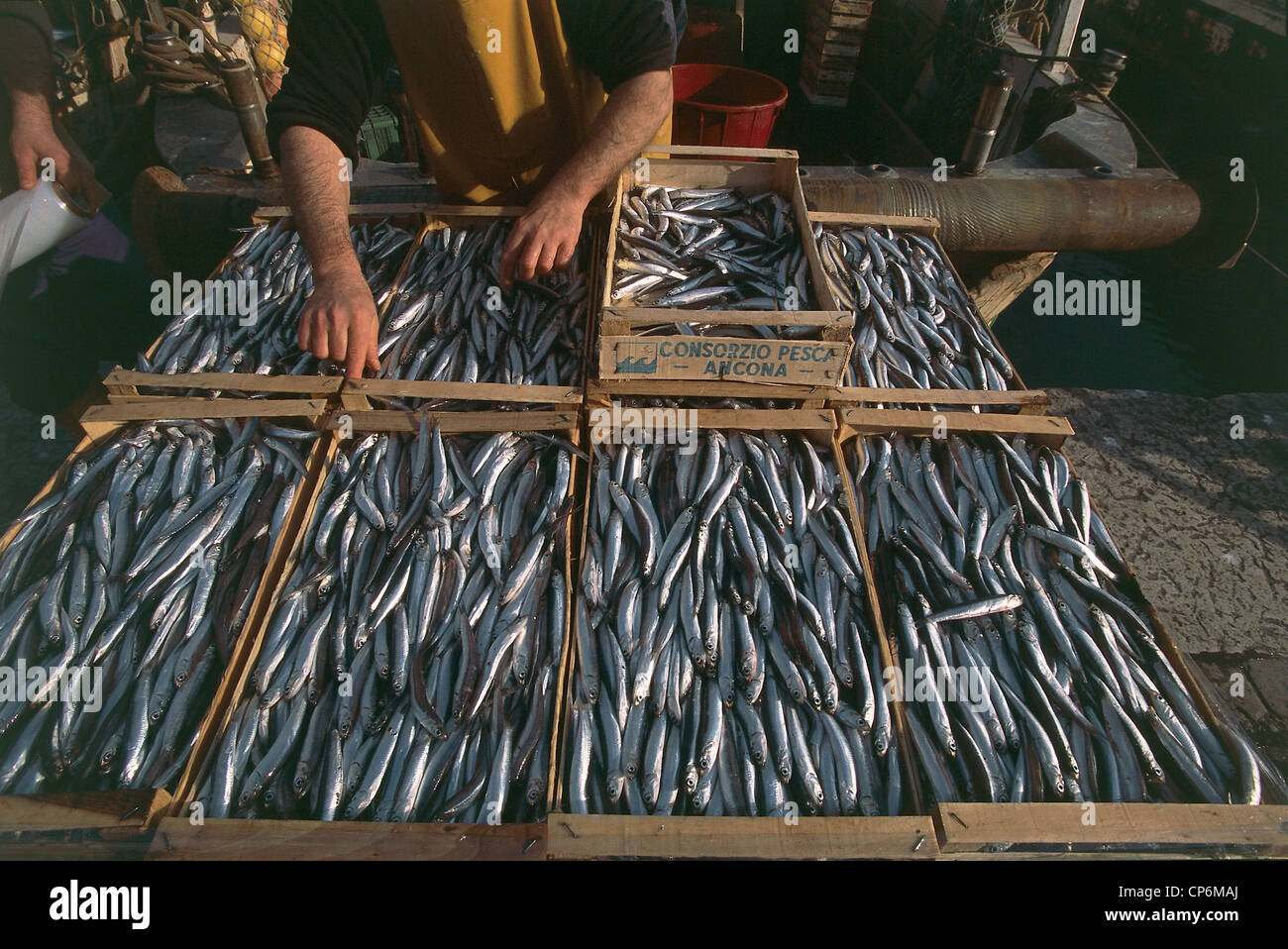 Marche - Ancona port. Boxes of sardines Stock Photo