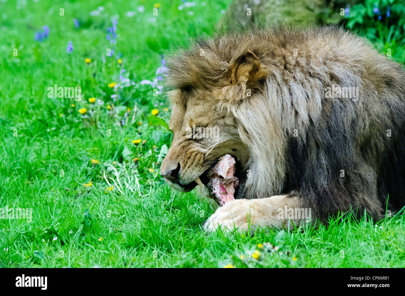 A lion eating its dinner. Taken at Longleat Safari Park Stock Photo Alamy