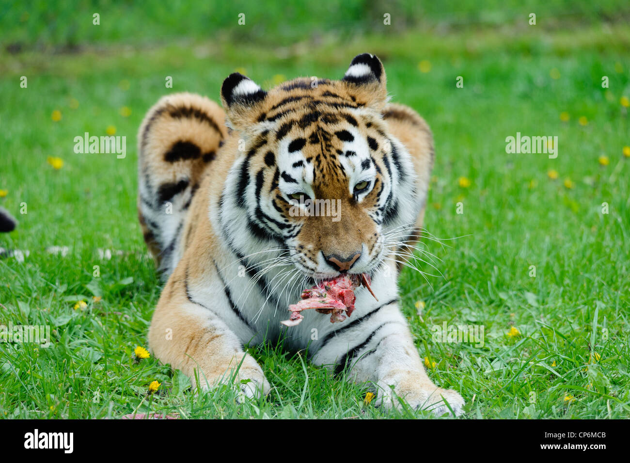 A tiger eating its dinner. Taken at Longleat Safari Park Stock Photo
